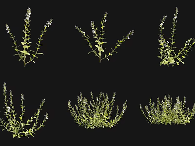 Green Herbaceous Plants with White Flowers Showcasing Various Growth Forms Against Black Background 3d model