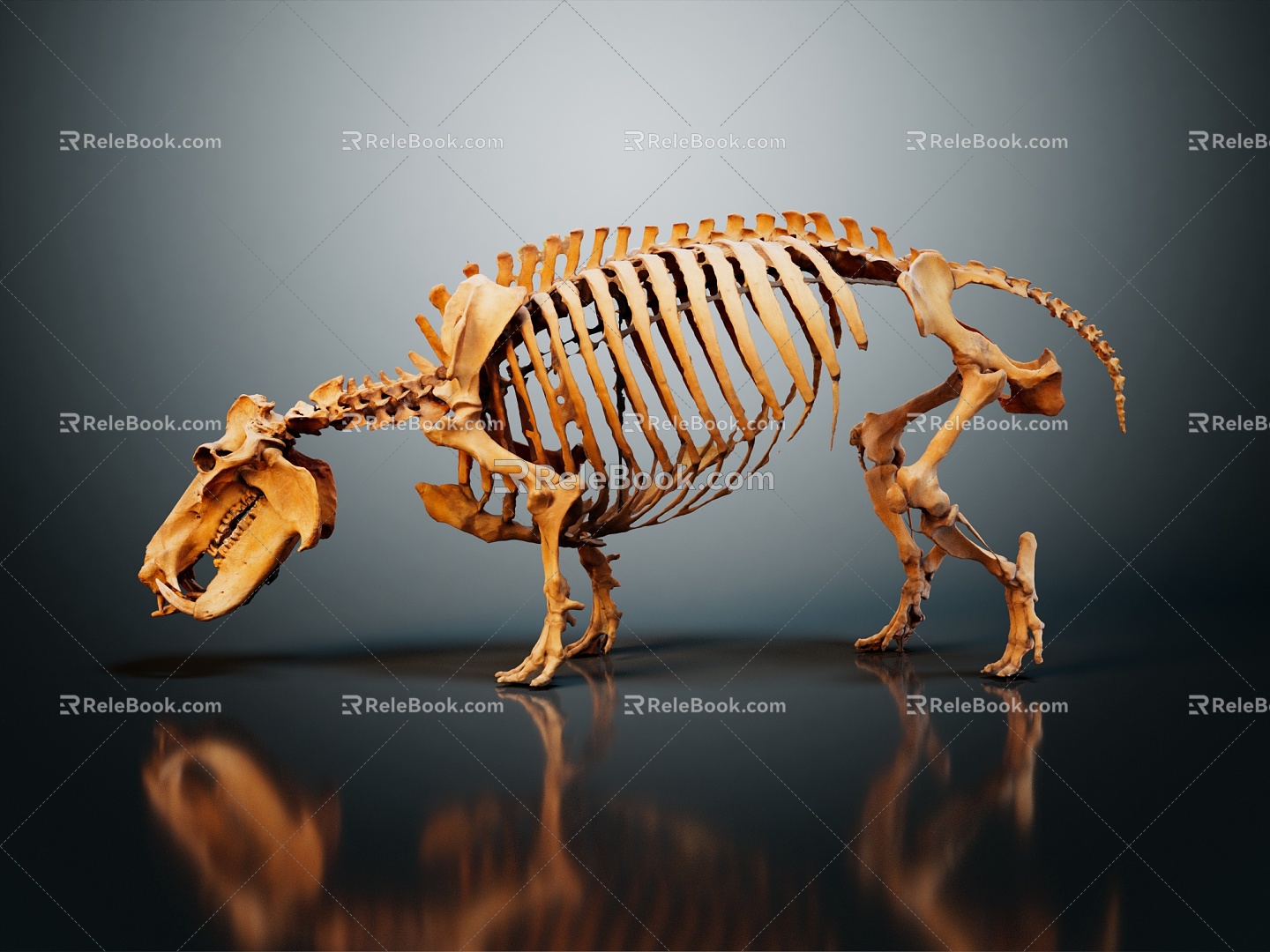 Modern skeleton dinosaur skeleton dinosaur fossil 3d model