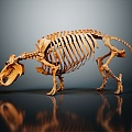 Modern skeleton dinosaur skeleton dinosaur fossil 3d model