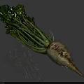 Fresh White Turnip Vegetable with Green Leaves and White Root on Gray Background