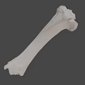 Detailed White Long Bone Skeletal Specimen Isolated on Black Background
