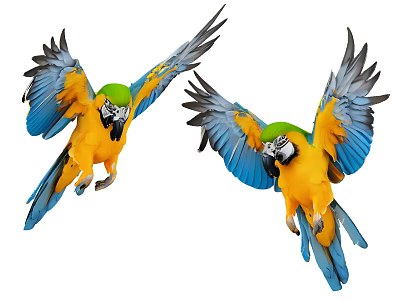 Two Colorful Flying Parrots with Yellow Blue Feathers and Green Heads Spreading Wings 3d model