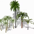 Various Tropical Palm Trees With Different Sizes And Trunk Textures For Landscaping 3d model