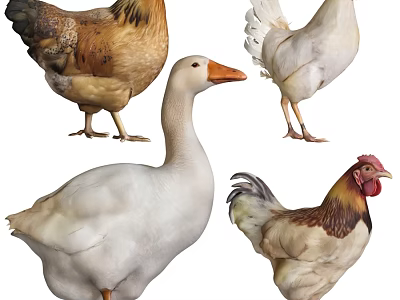 Diverse Reptile Collection Featuring Lizards Turtles And Snakes In Natural Habitat 3d model