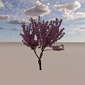 Blooming Tree With Dense Pink Flowers And Dark Twisted Trunk