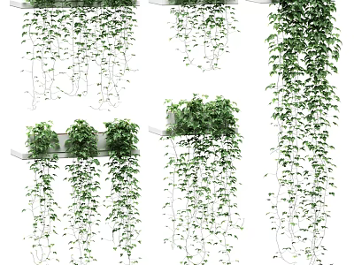 Lush Green Trailing Vines Hanging From Shelves And Growing On Supports 3d model
