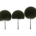 Three Well Trimmed Landscape Trees With Round Green Crowns And Lush Foliage