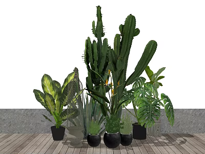Indoor Bonsai and Potted Plants with Cactus Monstera Dieffenbachia on Wooden Floor Gray Wall 3d model