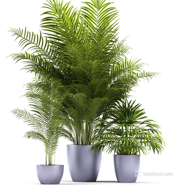 Lush Green Palm Potted Plants in Modern Containers for Indoor Decoration 3d model 