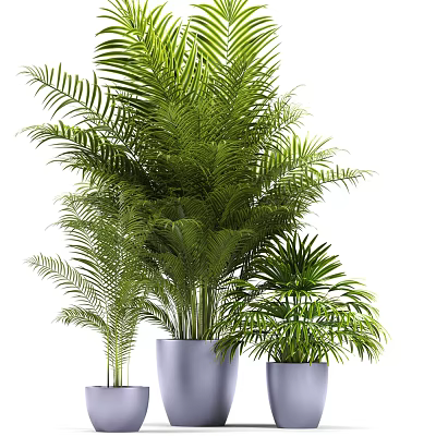 Lush Green Palm Potted Plants in Modern Containers for Indoor Decoration 3d model