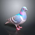Colorful Pigeon with Blue Pink Gray Feathers White Belly Red Eyes Standing on Black Background