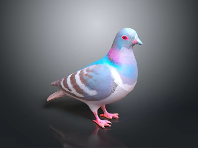 Colorful Pigeon with Blue Pink Gray Feathers White Belly Red Eyes Standing on Black Background 3d model