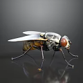 Fly With Transparent Wings Reddish Brown Eyes And Black Yellow Body On Dark Background