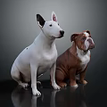 White Bull Terrier and Brown English Bulldog Sitting Together on Dark Shiny Surface