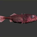 Red Fish With Transparent Body Prominent Eyes On Gray Background And Reflection On Smooth Surface