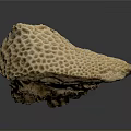 Coral Polyps Create Intricate Natural Skeleton Structure With Calcium Carbonate Texture
