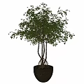 Lush Green Bonsai Plant With Multiple Trunks Exposed Roots And Dark Pot