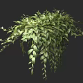 Lush Green Hanging Basket Plant With Trailing Leaves And Vibrant Healthy Foliage