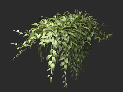 Lush Green Hanging Basket Plant With Trailing Leaves And Vibrant Healthy Foliage 3d model
