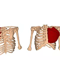 Human Thoracic Skeleton Anatomical Models Showing Chest Organs Internal Structure