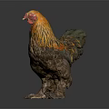 Vibrant Rooster With Orange And Black Feathers And Red Comb Standing On Gray Background