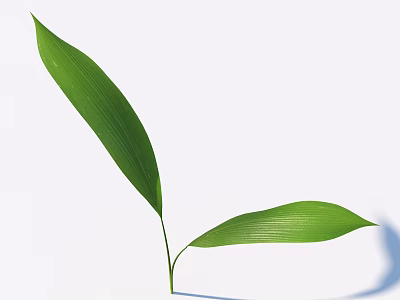 Two Vibrant Green Leaves On White Background With Soft Natural Shadow 3d model