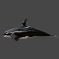 Realistic 3D Orca Model With Shiny Black And White Surface And Gradient Pastel Background 3d model