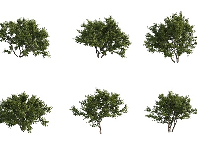 bellows tree shrub hedge model