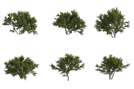 bellows tree shrub hedge 3d model