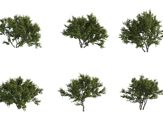 bellows tree shrub hedge 3d model