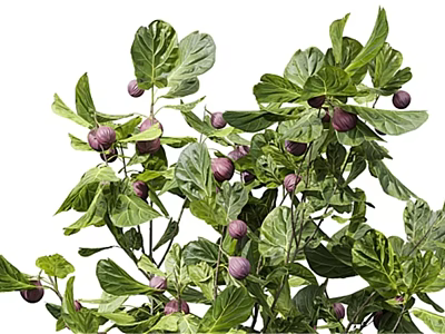 Lush Arbor Tree With Green Leaves And Purple Fruits In Full Growth 3d model