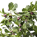 Lush Arbor Tree With Green Leaves And Purple Fruits In Full Growth