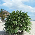 Lush Green Tree With Dense Foliage On Sandy Beach Under Blue Sky