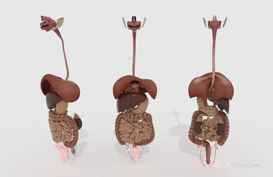 Human Abdominal Organs 3D Anatomical Models Displaying Liver Intestines And Structure 3d model 