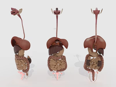 Human Abdominal Organs 3D Anatomical Models Displaying Liver Intestines And Structure 3d model