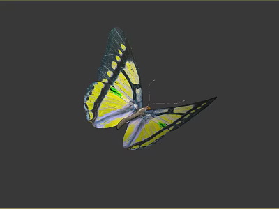 Vibrant Flying Animal Butterfly With Colorful Yellow Green Blue Wings And Black Spots 3d model