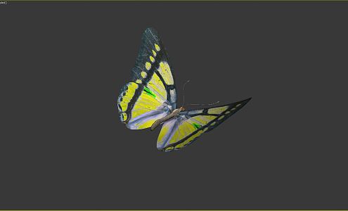 Modern Butterfly 3d model