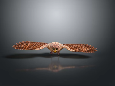 Falcon Spread Wings in Flight with Detailed Feathers and Reflection on Dark Surface 3d model