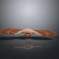 Falcon Spread Wings in Flight with Detailed Feathers and Reflection on Dark Surface