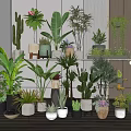 Indoor Potted Plants Collection With Various Green Plants And Colorful Pots On Shelves
