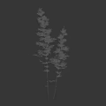 Bamboo Plants And Silhouette Of A Woman Against White Background