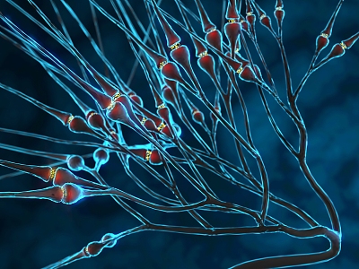 modern nerve cell activity nerve cell synapse model