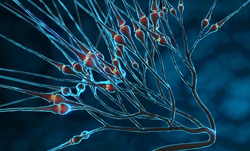 modern nerve cell activity nerve cell synapse 3d model