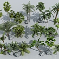 Palm Plants Tropical Plants Coconut Tree Palm Tree Scatter Sunflower Scatter Sunflower 3d model