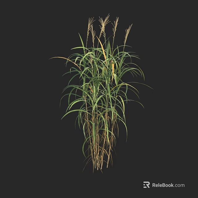 Tall Green Grass Plant With Long Leaves And Spikelets Isolated On Black Background 3d model 