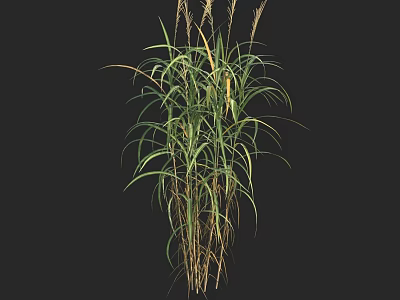 Tall Green Grass Plant With Long Leaves And Spikelets Isolated On Black Background 3d model