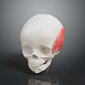 Human Skull Anatomical Model With Red Muscle Structure And Educational Medical Features