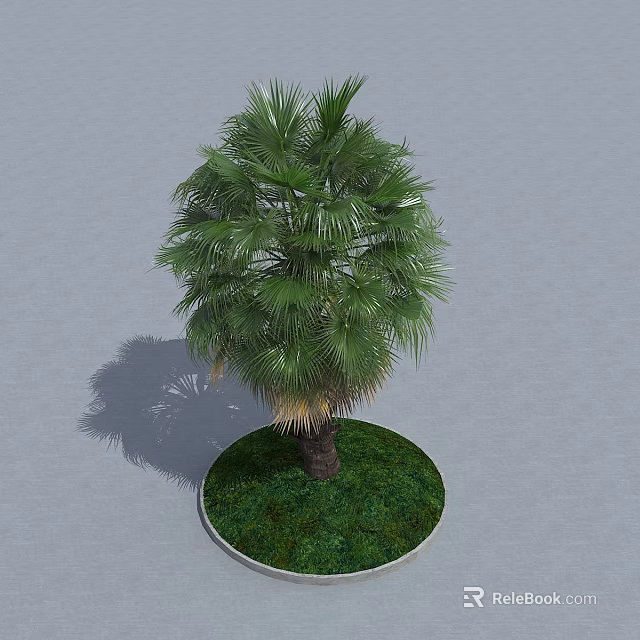 Palm Tree With Green Leaves Trunk And Shadow In Circular Grassy Area On Gray Ground 3d model 