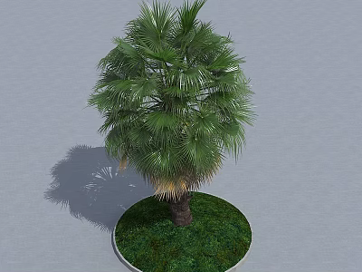 Palm Tree With Green Leaves Trunk And Shadow In Circular Grassy Area On Gray Ground 3d model