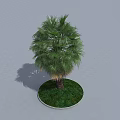 Palm Tree With Green Leaves Trunk And Shadow In Circular Grassy Area On Gray Ground
